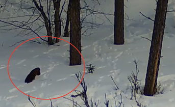 Куница попала на видео в Мурманской области Куница