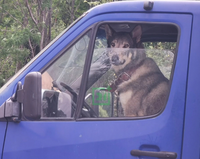 Собака
