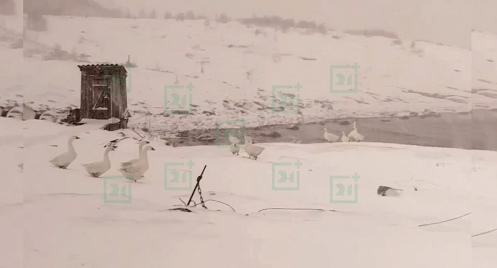 Погодные сюрпризы. Забавное видео сняли в Мурманской области Гуси