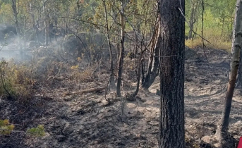 На тропе здоровья в Заполярье произошел крупный пожар Лес