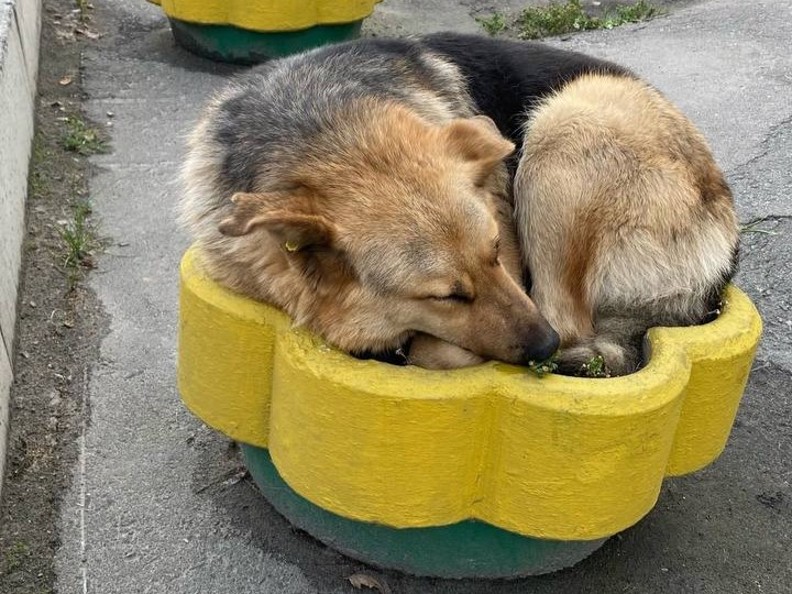 На мурманской клумбе вырос необычный цветок Собака
