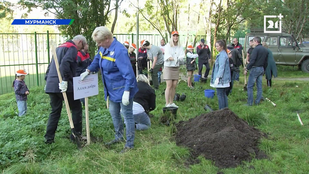 В Мурманске высадили 90 кустов сирени Люди