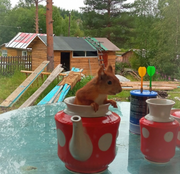 Белка в чайнике Белка