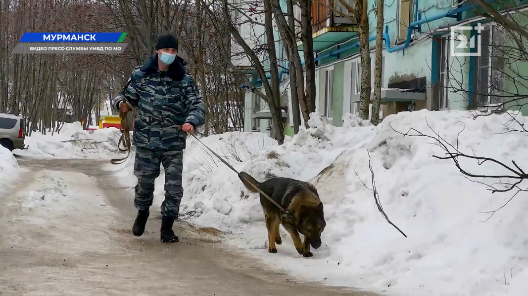 В Мурманске собака помогла раскрыть преступление Кинолог