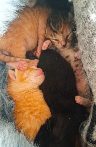 Котят спасли в Мурманской области Котята