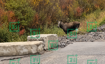 Лось