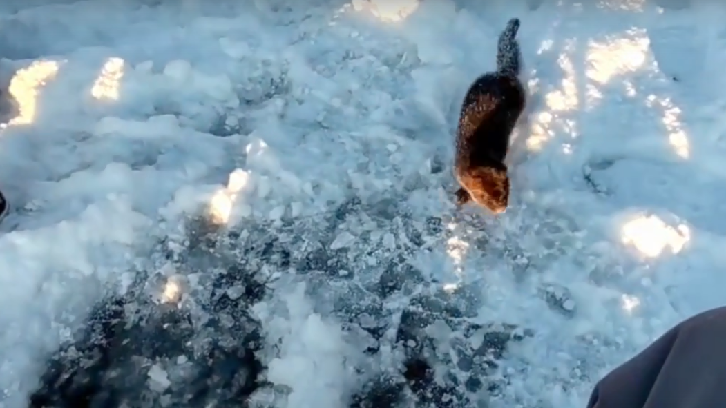«Рыбкой не угостите»? Видео с норкой-попрошайкой восхитило северян Норка