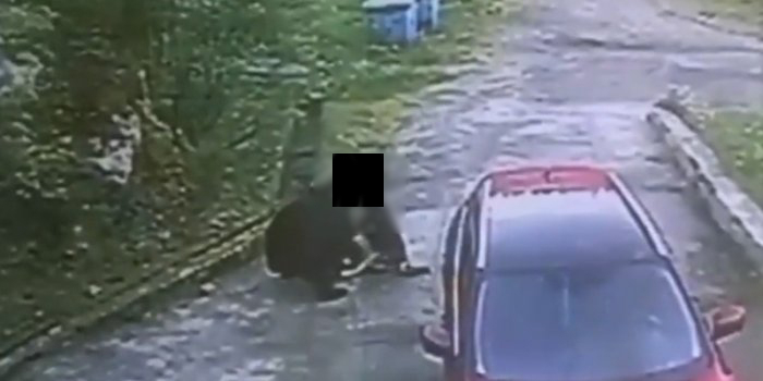 Медведь загрыз бездомную собаку под Североморском, фото Медведь