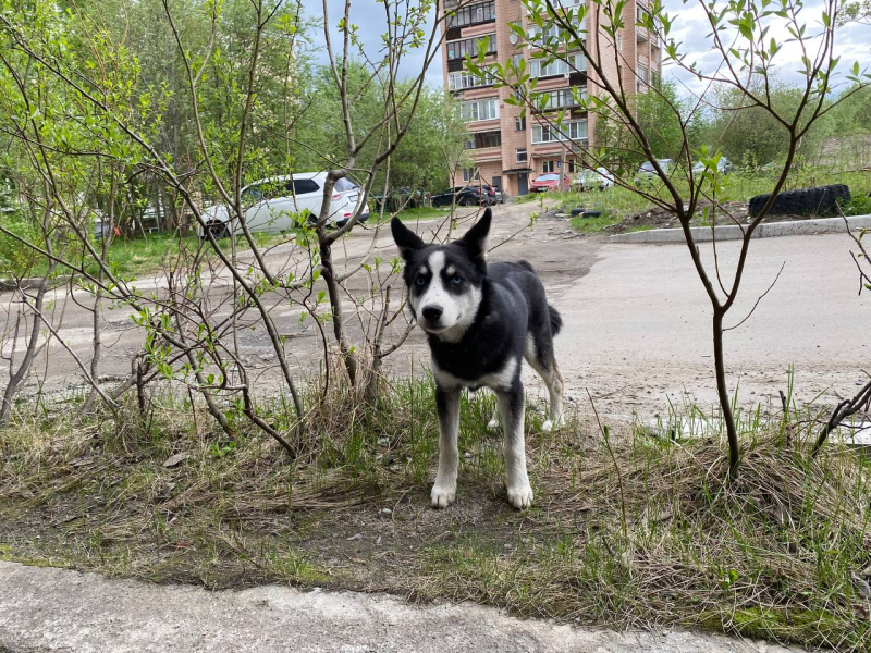 В Мурманске ищут хозяина щенка Собака