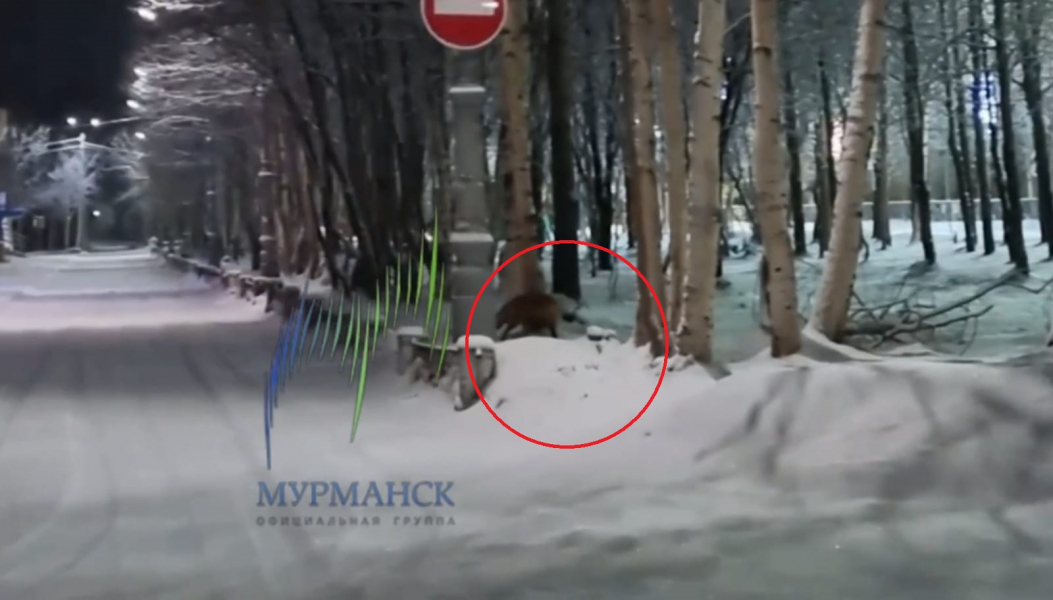 В городе в Мурманской области разгуливает дикий зверь Лиса