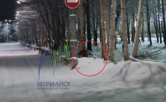 В городе в Мурманской области разгуливает дикий зверь Лиса
