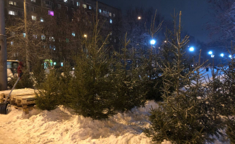 В Мурманске открылись елочные базары Елочки