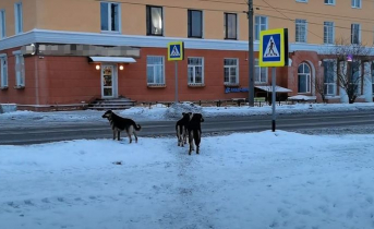 Соцсети: стая собак напала на маленькую девочку в Мурманской области Стая собак