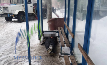 Пугающая картина на автобусной остановке в Мурманске Мужчина на остановке