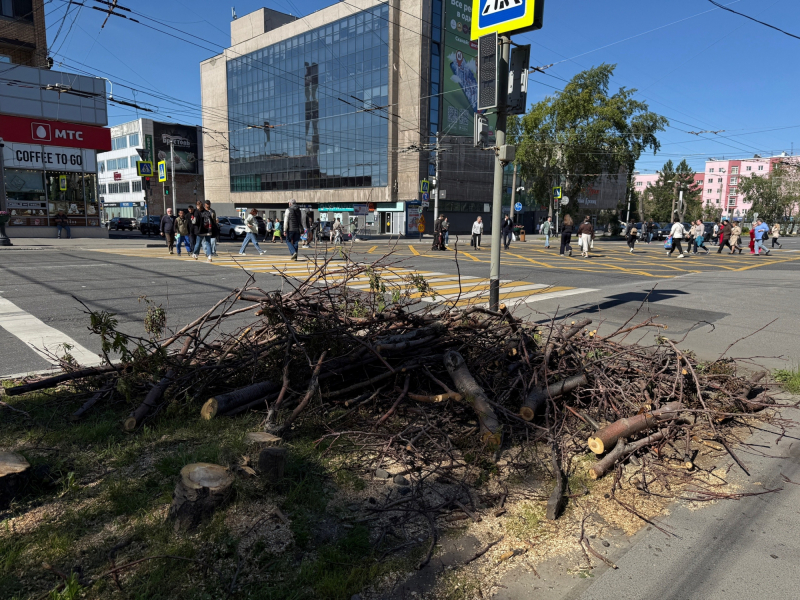 В центре Мурманска начали снос деревьев Деревья