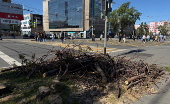 В центре Мурманска начали снос деревьев Деревья