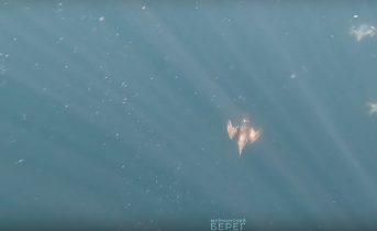 Уникальные кадры под водой снял мурманчанин в Заполярье Кайры