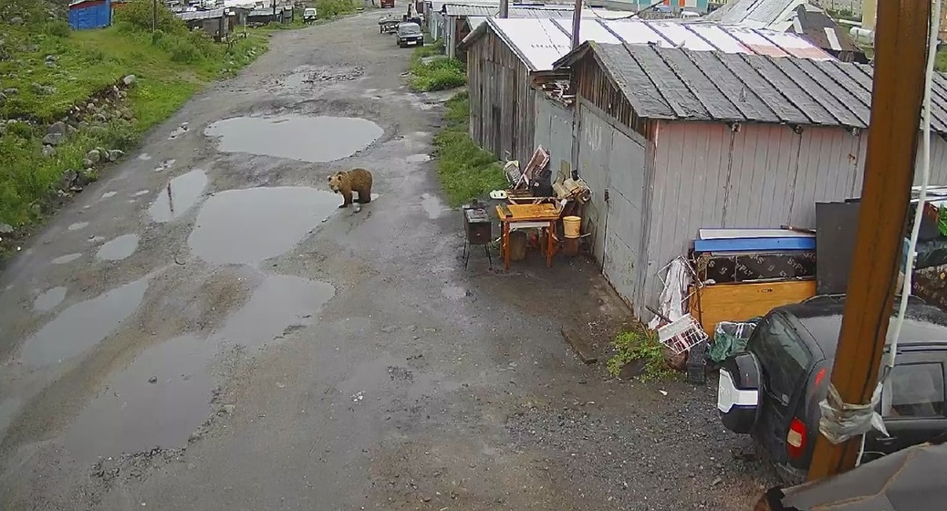 По Териберке гуляет медвежонок, фото Медведь