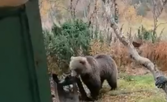 В гости к северянам заглянул голодный медведь Медведь