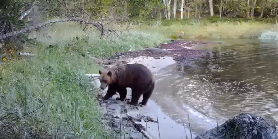 Резвящиеся медведи попали на видео в Мурманской области Медведь