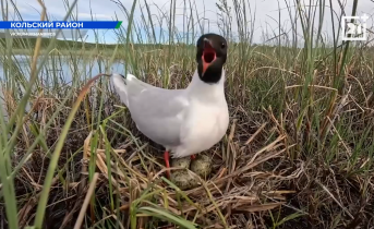 Чайка