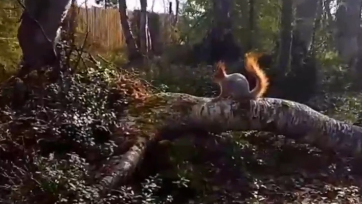 Шуструю белочку сняли на видео в Мурманской области Белка