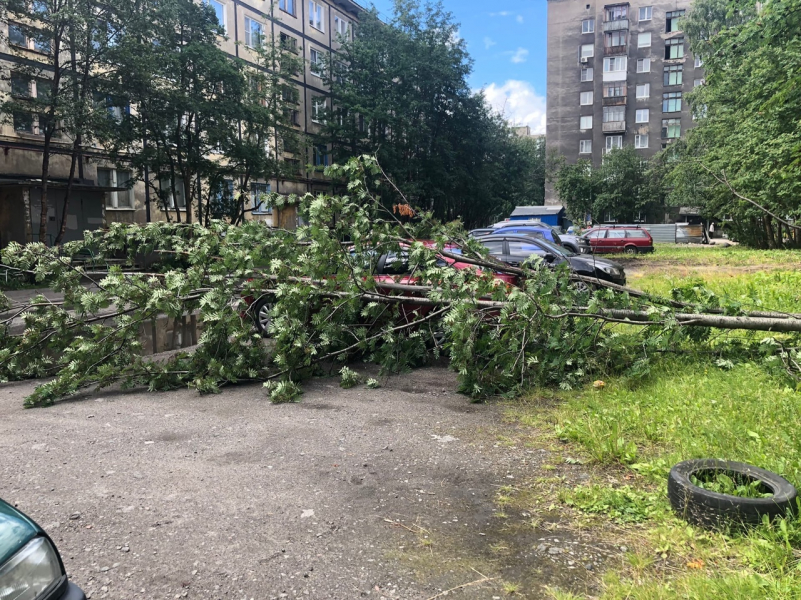 В Мурманске на припаркованную машину рухнуло дерево, фото Дерево