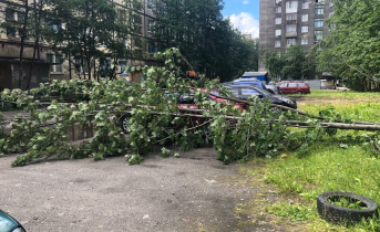 В Мурманске на припаркованную машину рухнуло дерево, фото Дерево