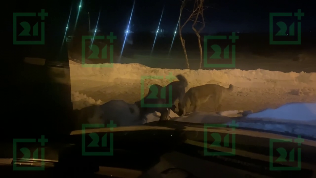 Стая собак в Мурманске Собаки