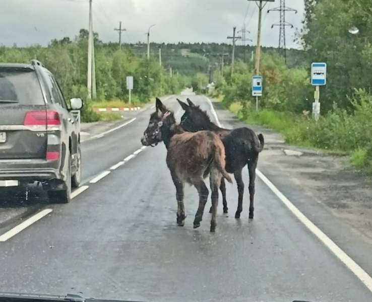 На дороге в Мурманской области встретили необычных пешеходов Ослики
