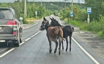 Ослики