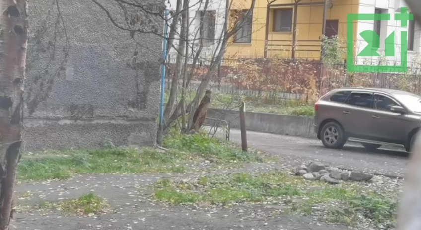 Проверка сирен в Мурманске Мурманск