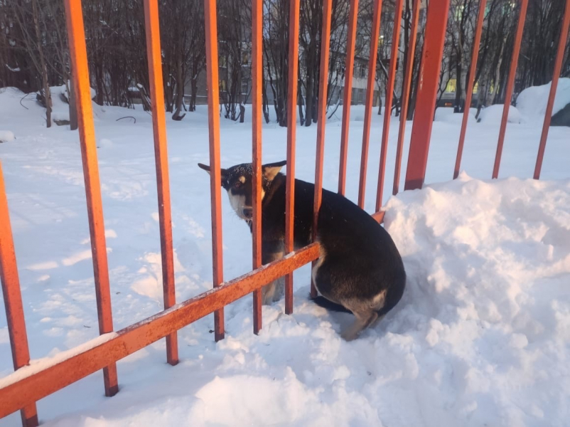 Попавшую в ловушку собаку спасли в Мурманской области Собака