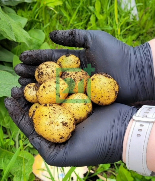 В Мурманской области собрали урожай картофеля Картофель