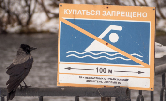 Ворона