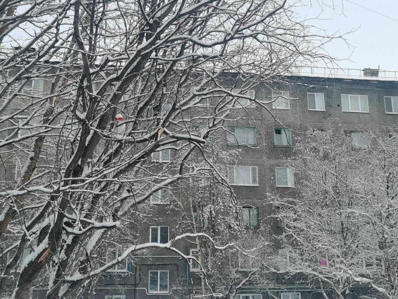 Мурманчане пожаловались на нашествие незваных гостей в доме Дом