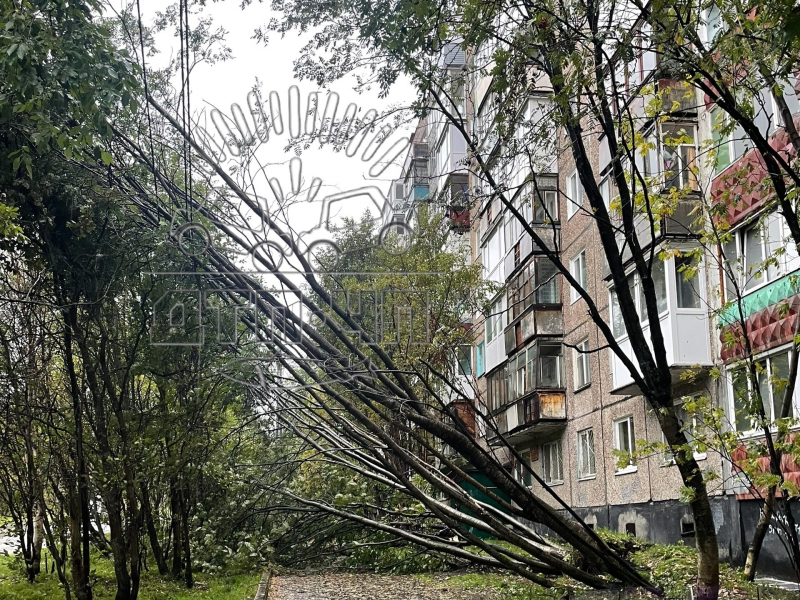 Во дворах Мурманска падают деревья Двор