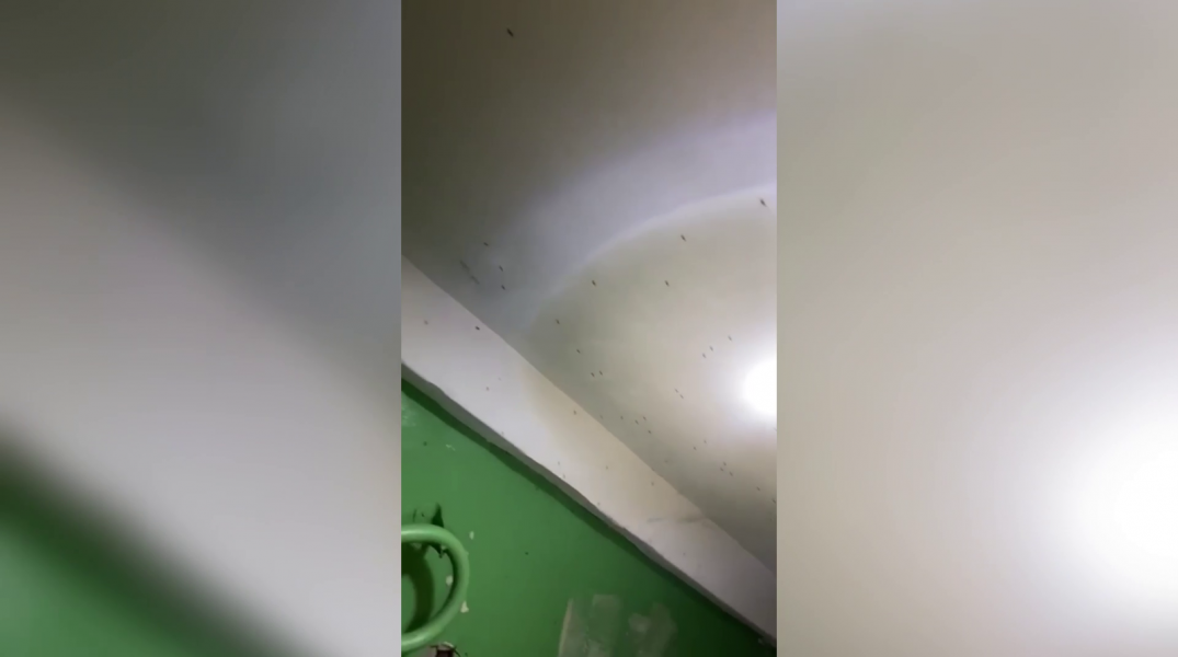«Едят заживо». Северянка пожаловалась на коммунальный кошмар в жилом доме в Мурманске Комары