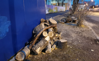 Прокуратура начала проверку после массовой вырубки деревьев в Мурманске Вырубка деревьев