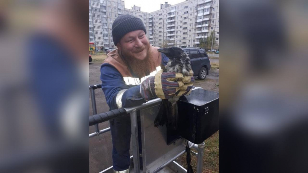 Ворона