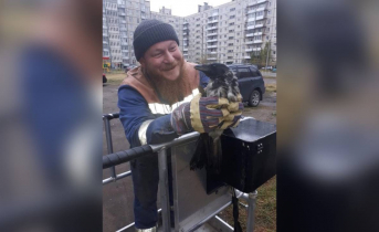 Ворона