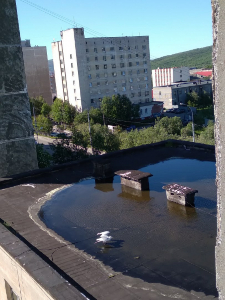 На крыше дома в Мурманске появился бассейн Крыша