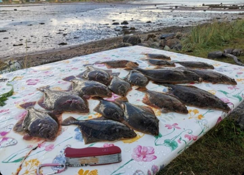Северяне похвастались богатым уловом камбалы Камбала