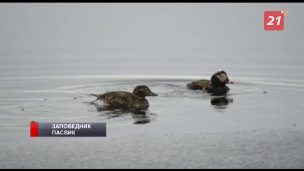 Специалисты из разных стра обсудили вопросы сохранения водно-болотных угодий Утки