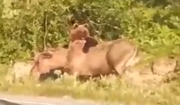 Жестокая схватка медведя и лося попала на видео в Мурманской области Схватка