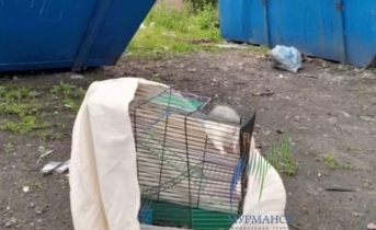 В Мурманской области выбросили декоративную крысу вместе с клеткой на помойку Крыса