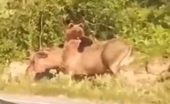 Жестокая схватка медведя и лося попала на видео в Мурманской области Схватка