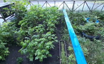 Картошка
