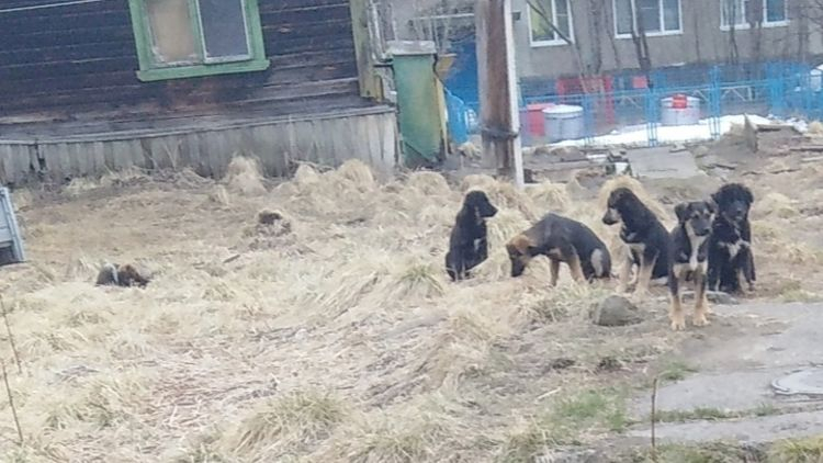 Собаки