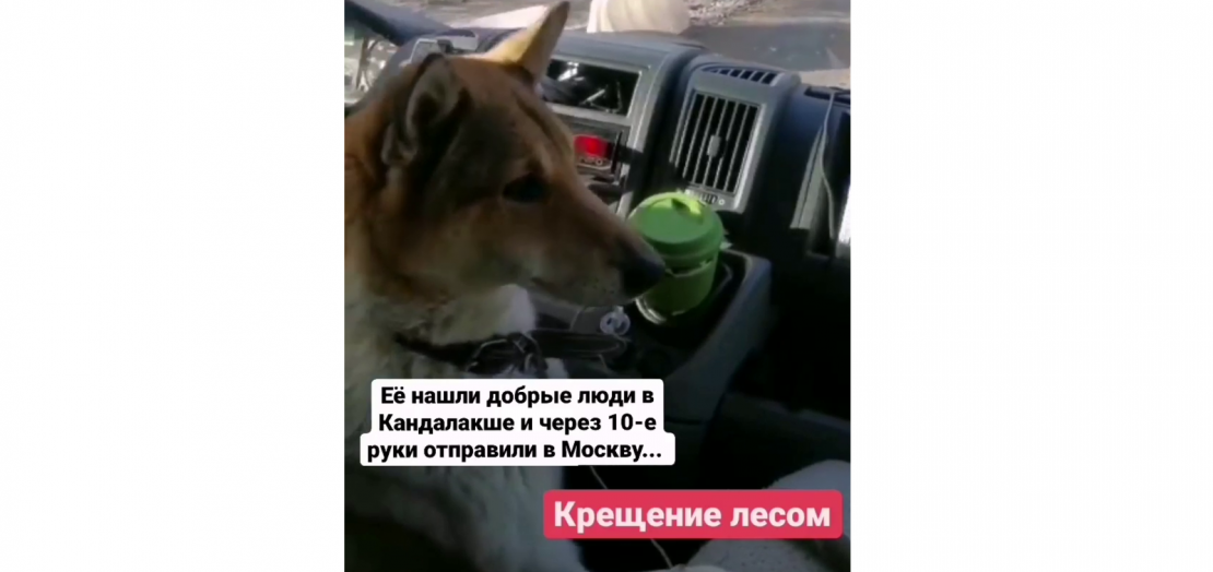 Собака